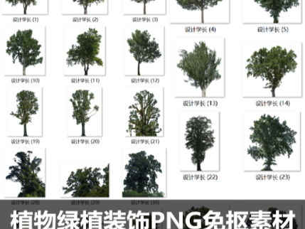 树枝树冠真实大树木参考场景PNG图片 