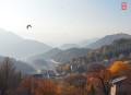 世界最具影响性文坛巨匠(4)_毕加索、梵高的传奇