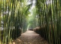 司马懿吃三国看司马懿用隐忍独吞天下  完结